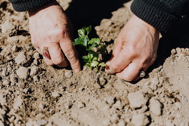 Planting the Garden