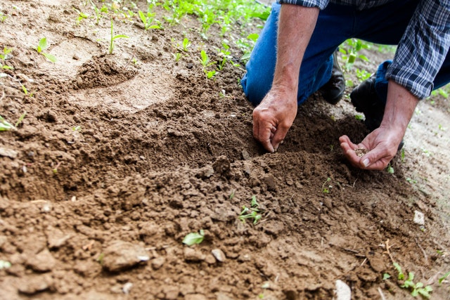 Planting Hope