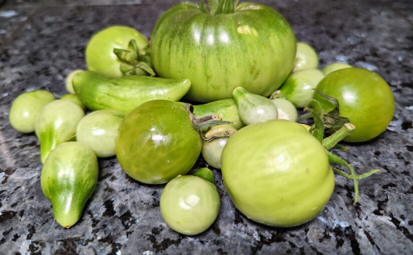 When Life Gives You Green Tomatoes