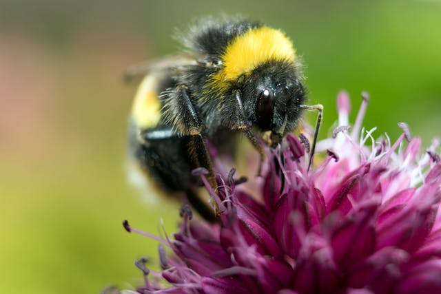 Photo by Paul: https://www.pexels.com/photo/yellow-and-black-honeybee-on-pink-petaled-flower-1309008/